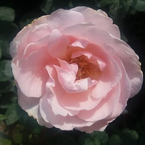 Blady kolor różowy - róża wielkokwiatowa - Hybrid Tea